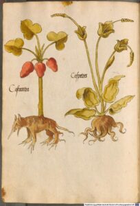 24949ed9cb4298af2ebc2b80c3415a10--historia-natural-medieval-art